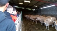 Visite de l'élevage de Fabien Rousseau en vaches allaitantes pour les 2ndes CEC. 