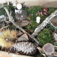 La fiilière GMNF s'exerce à la détermination des champignons